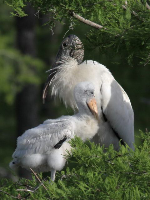 Wood Storks